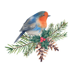 A robin on a fir branch with mistletoe and red berries. watercolor illustration, hand-painted. New Year and Christmas.