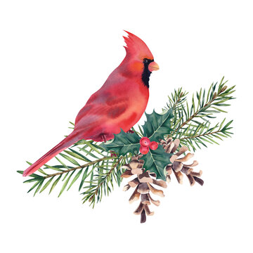 Cardinal bird on a fir branch with cones and mistletoe. Christmas tree. Coniferous trees, pine. Watercolor illustration. Holidays. Christmas and New Year.