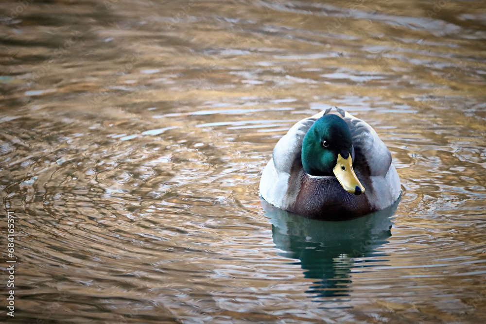 Poster duck