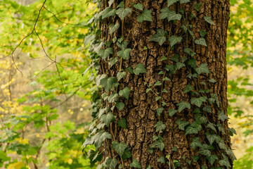 Tree trunk covered by ivy vine