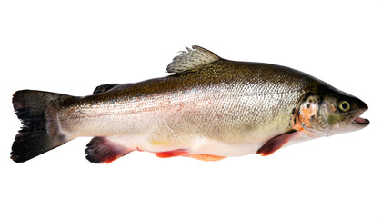 Obraz premium Trout isolated on white background, cutout 