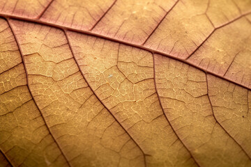 close up view of a leaf's texture created with Generative Ai