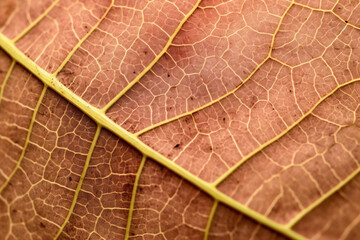 Obraz premium close up view of a leaf's texture created with Generative Ai