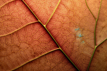 close up view of a leaf's texture created with Generative Ai