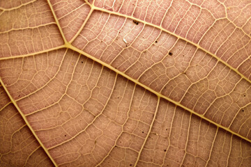 close up view of a leaf's texture created with Generative Ai