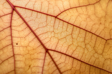 Obraz premium close up view of a leaf's texture created with Generative Ai