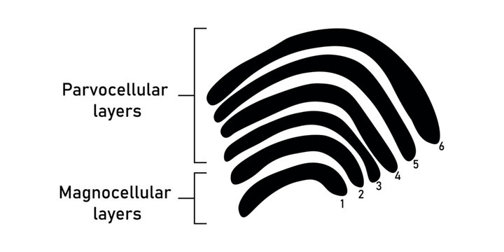 Six layers in the lateral geniculate nucleus. Magnocellular layers and parvocellular layers. Scientific resources for teachers and students.