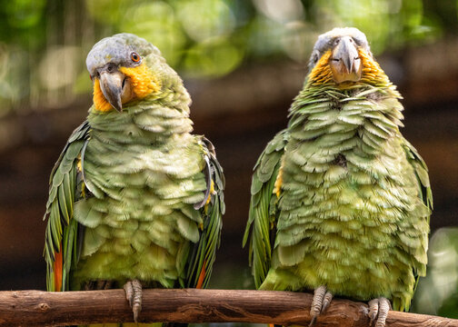 Parrots at national birds park in iguasu ,brasil
