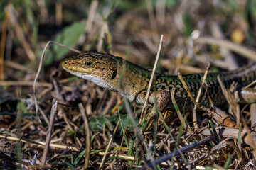 Mauereidechse (Podarcis muralis)