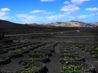 Lanschaft mit Weinanbau auf Lanzarote