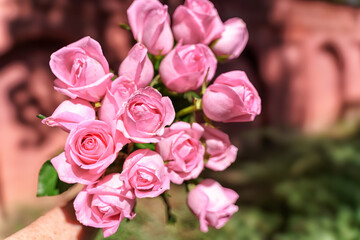 Blooming pink rose flowers in a garden.