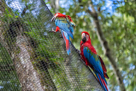 Parrots at national birds park in iguasu ,brasil