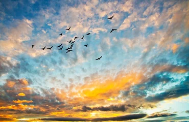  atardecer en el cielo con nubes y pájaros volando © kesipun