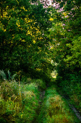 Summer morning in the forest . Green forest . Misty forest . Sun over the forest . Fog in forest . Misty weather . 