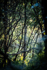 Summer morning in the forest . Green forest . Misty forest . Sun over the forest . Fog in forest . Misty weather . 