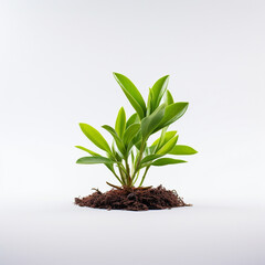 Fototapeta na wymiar an isolated small green plant with white background created with Generative Ai