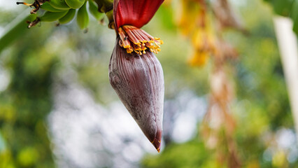 Bunch of unripe bananas with a flower at the end hanging from a banana tree