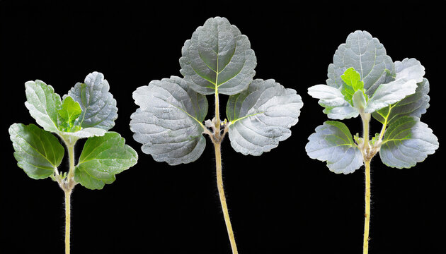silver spurflower leaves isolated on transparent background plectranthus argentatus png