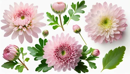 Tuinposter set collection of delicate pink chrysanthemum flowers buds and leaves isolated over a background cut out floral garden or seasonal summer design elements top view flat lay © Enzo