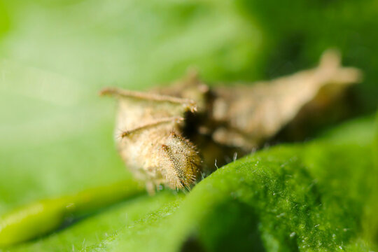 青葉を移動するタテハチョウ属の仲間、コミスジの幼虫（自然光・マクロレンズ接写）