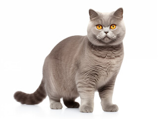 Fototapeta premium Purebred cat of the breed British Shorthair in full height. Isolated on a white background.