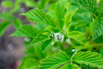 Green raspberry buds on a bush among the leaves.