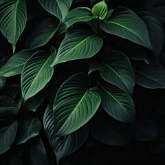 Obraz premium green leaves in black background created with Generative Ai