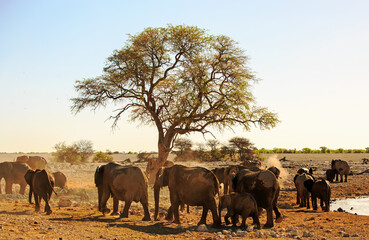 Family herd of elephants next to a tree, with natural shadows and golden sunlight - obrazy, fototapety, plakaty