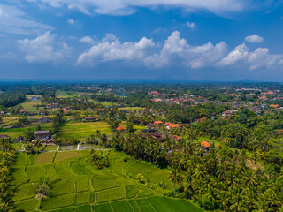 Aerial drone view of green rice fields in Ubud, Bali island, Indonesia. Terraces located next to city center