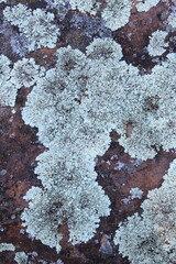 lichen on the  rock