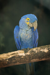 blue and yellow macaw