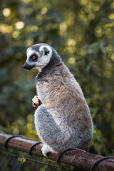 ring tailed lemur