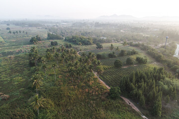 Fototapeta na wymiar Aerial sunrise morning tropical rain forest coconut palm tree