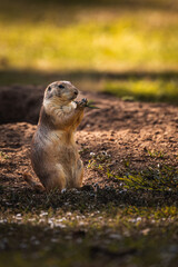 prairie dog eating