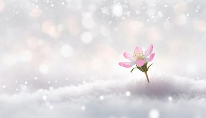 Foto auf Leinwand Snowy landscape with delicate pink flower sticking out from the snow with blurred white background  © Ester