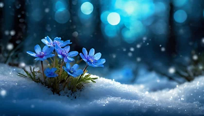 Foto auf Acrylglas Mysterious snowy dark forest landscape with close-up of blue flowers sticking out of the snow with blurred dark background with sparkling lights  © Ester