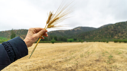 Senior woman's hand holding a harvested wheat stalk with the field in the background.