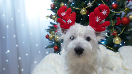 West Highland White Terrier on a light Christmas background.