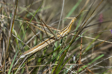 Gewöhnliche Nasenschrecke (Acrida ungarica)