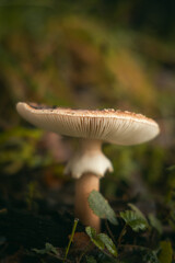 mushroom in the forest