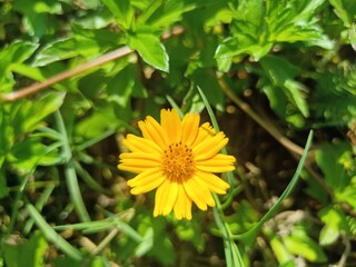 Tithonia diversifolia is a species of flowering plant in the family Asteraceae that is commonly known as the tree marigold.