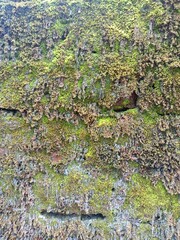 Fototapeta premium Fungi Green moss on the old brick wall