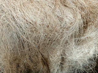 Coir, also called coconut fibre, is a natural fibre extracted from the outer husk of coconut, and used in products such as floor mats, doormats, brushes, and mattresses