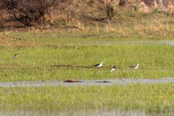 Fototapeta premium Telephoto shot of Black-winged stilts - Himantopus Himantopus- in the Okavango Delta, Botswana.