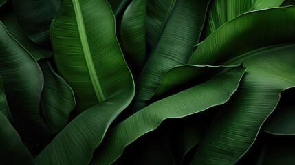  Banana leaves close up. Natural, green, tropical forest leaves background - Powered by Adobe