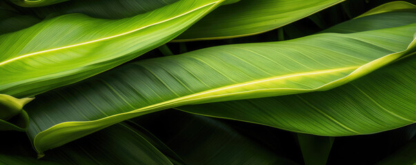 Banana leaves close up. Natural, green, tropical forest leaves background