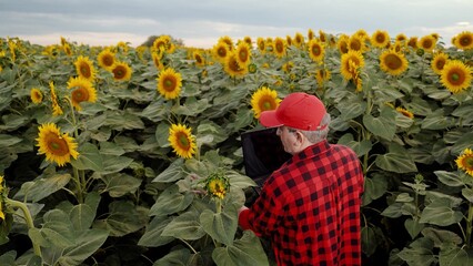 Farmer walks across field of sunflowers checking harvest. Businessman with laptop go in field...