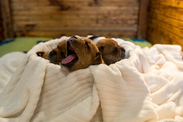 Staffordshire bull terrier, wonderful puppies from professional breeding of purebred dogs in Poland.