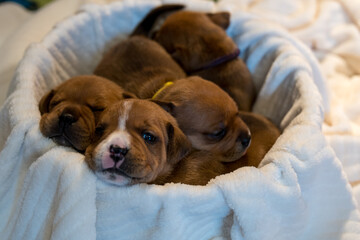 Staffordshire bull terrier, wonderful puppies from professional breeding of purebred dogs in Poland.