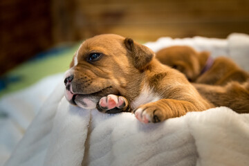Staffordshire bull terrier, wonderful puppies from professional breeding of purebred dogs in Poland.